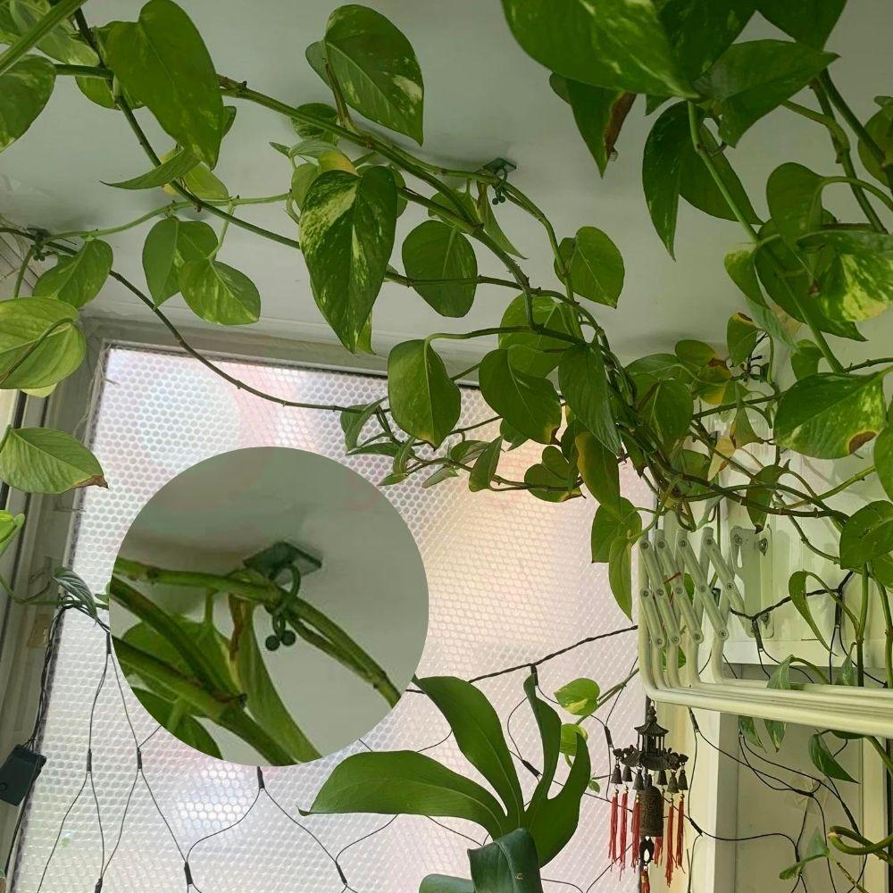 Plant Wall Clips (Pack Of 100 Pcs)