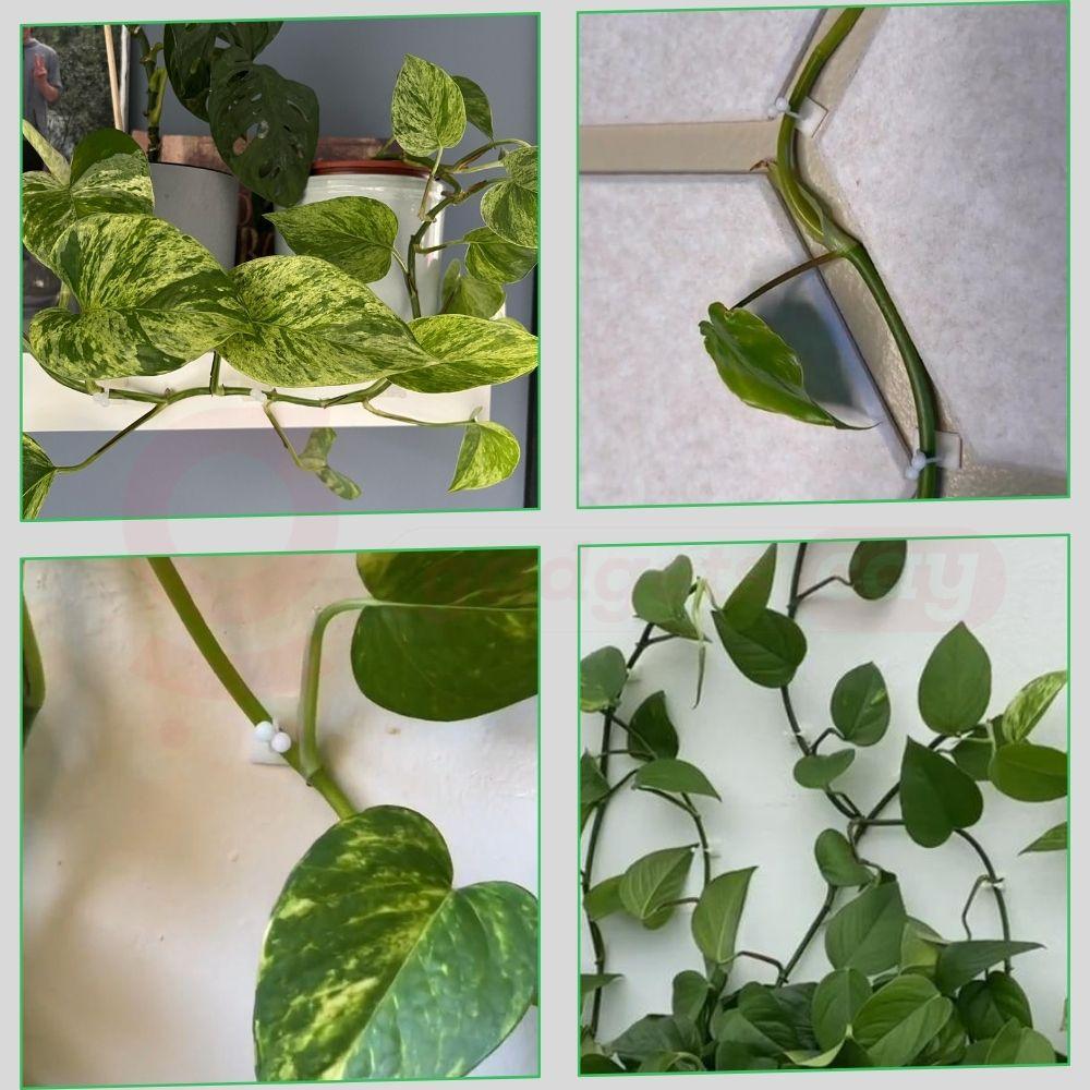 Plant Wall Clips (Pack Of 100 Pcs)