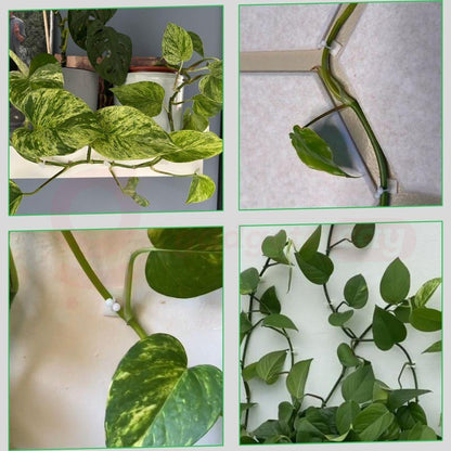 Plant Wall Clips (Pack Of 100 Pcs)